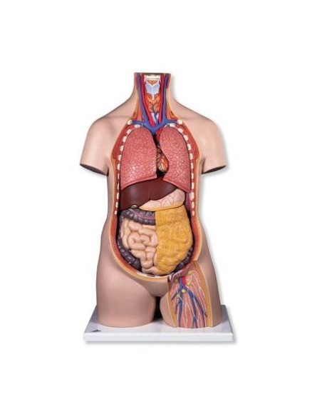 3B Scientifique, torse standard B09/1 sans sexe, décomposable en 10 parties B09/1