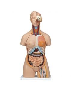3B Scientific, Bisexual torso, luxury model, with open...