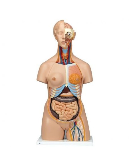 3B Científico, Torso bisexual, modelo de lujo, descomponible en 24 partes B30