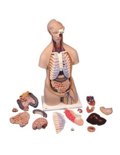 3B Scientific, standard sexless torso, decomposable into...