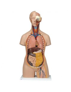3B Scientific, Standard torso, sexless, with open back,...