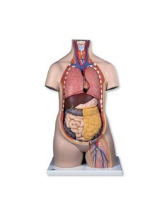 3B Scientific, Standard torso, sexless, decomposable into...