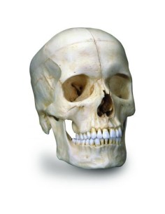 3B Scientific BONElike™ cráneo A281