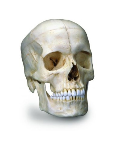 3B Scientific BONElike™ crâne A281