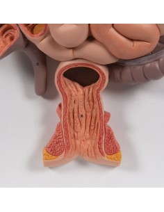 Digestive system in 3 parts - 3B Scientific K21