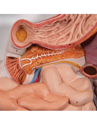 Digestive system in 3 parts - 3B Scientific K21
