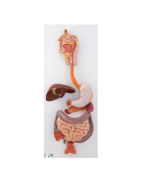 Digestive system in 3 parts - 3B Scientific K21