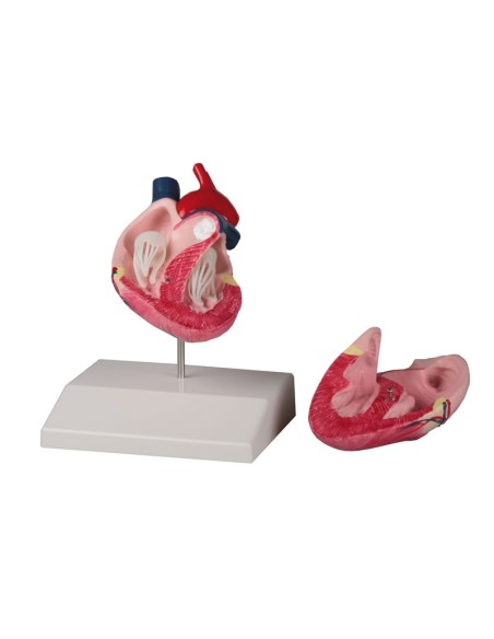 Life-size dog heart Erler Zimmer VET1250