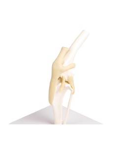 Articulation du genou du chien Erler Zimmer modèle VET1050
