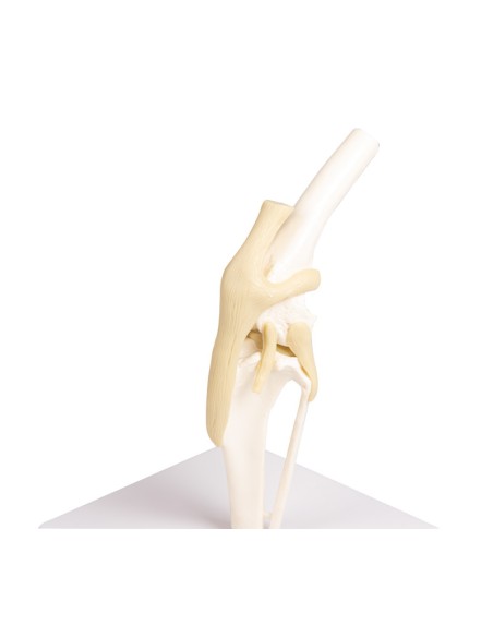 Articulation du genou du chien Erler Zimmer modèle VET1050