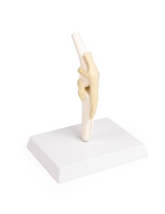 Rodilla para perro Erler Zimmer modelo VET1050 2