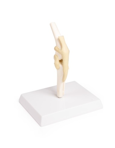 Erler Zimmer dog knee joint model VET1050