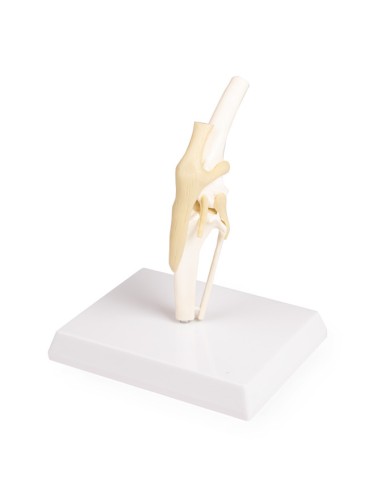 Erler Zimmer dog knee joint model VET1050