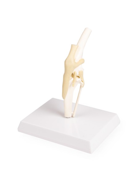 Rodilla para perro Erler Zimmer modelo VET1050