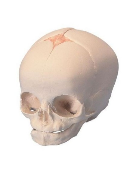 Modèle anatomique de crâne de fœtus A25 3B Scientific