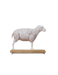 Modèle de mouton, 12 pièces, 2/3 grandeur nature VET3310 2