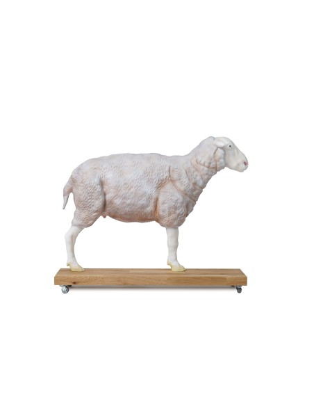 Sheep model, 12 parts, 2/3 life size VET3310