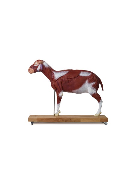 Modelo de oveja, 12 piezas, 2/3 tamaño natural VET3310