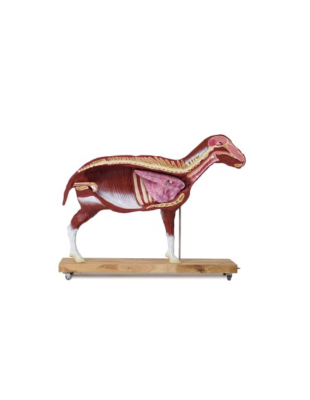 Modelo de oveja, 12 piezas, 2/3 tamaño natural VET3310
