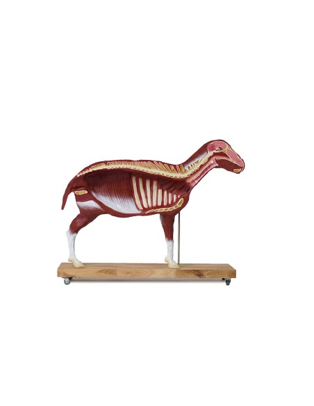 Sheep model, 12 parts, 2/3 life size VET3310