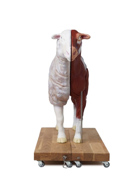 Sheep model, 12 parts, 2/3 life size VET3310