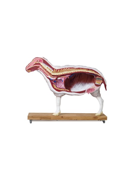 Modelo de oveja, 12 piezas, 2/3 tamaño natural VET3310