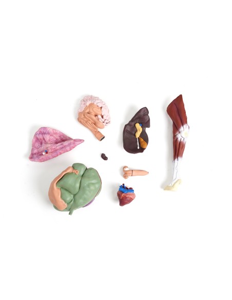 Modello di pecora, 12 parti, 2/3 grandezza naturale VET3310