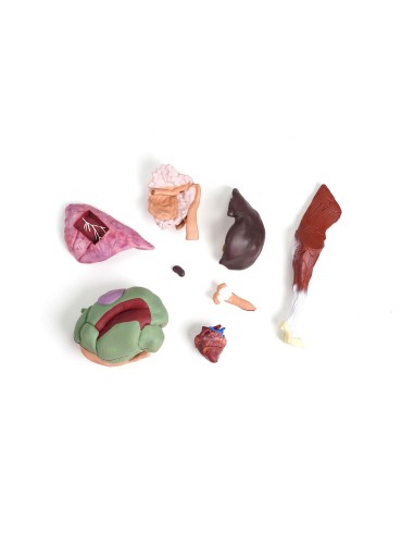 Schafmodell, 12 Teile, 2/3 lebensgroß VET3310