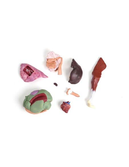 Modello di pecora, 12 parti, 2/3 grandezza naturale VET3310