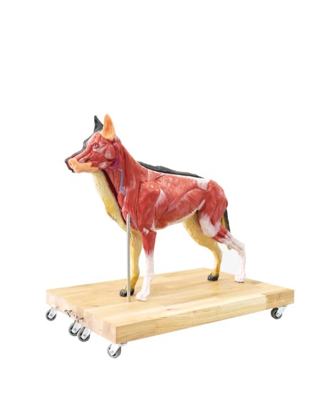 Modell Hund (Deutscher Schäferhund) im Maßstab 2/3 zerlegbar in 11 Teile EZ - VET3340