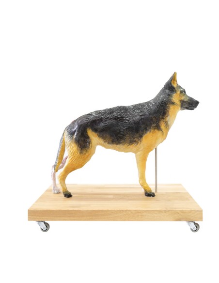 Modello di Cane (Pastore Tedesco) in scala 2/3 scomponibile in 11 parti EZ - VET3340