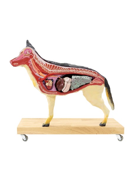 Model of Dog (German Shepherd) in 2/3 scale decomposable into 11 parts EZ - VET3340