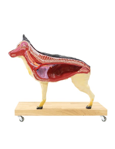 Modèle réduit de chien (berger allemand) à l'échelle 2/3 décomposable en 11 parties EZ - VET3340