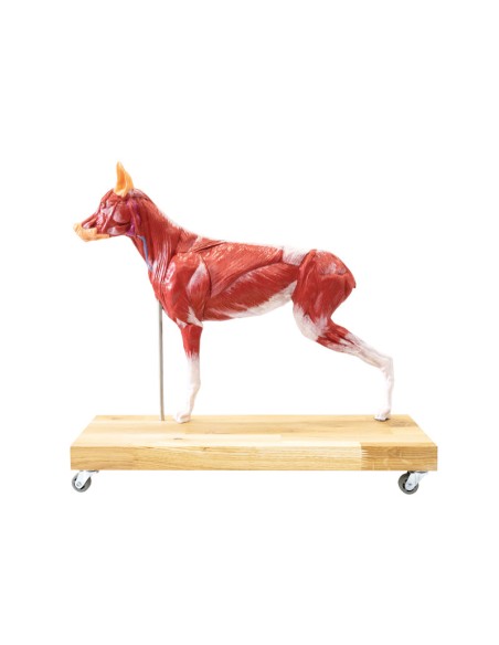 Model of Dog (German Shepherd) in 2/3 scale decomposable into 11 parts EZ - VET3340