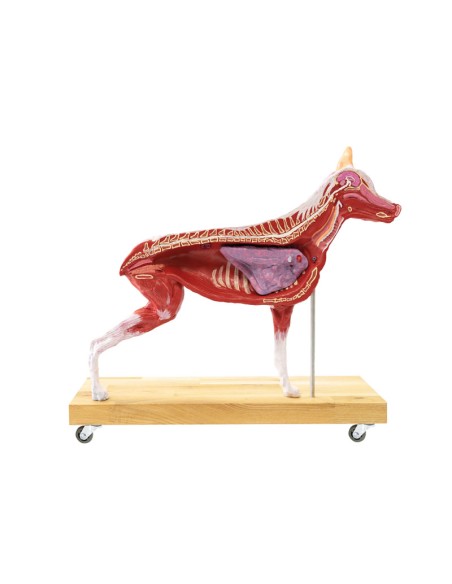 Model of Dog (German Shepherd) in 2/3 scale decomposable into 11 parts EZ - VET3340