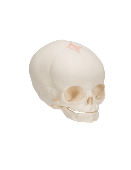 Anatomical model of fetal skull A25 3B Scientific