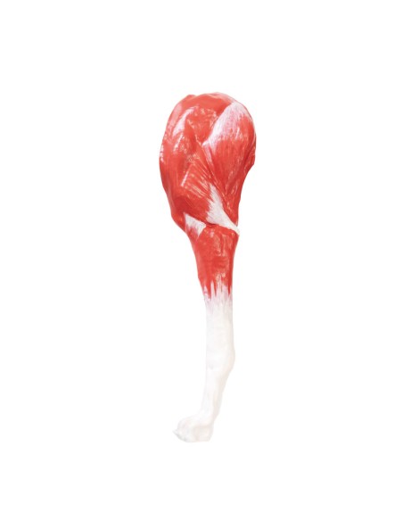 Modell Hund (Deutscher Schäferhund) im Maßstab 2/3 zerlegbar in 11 Teile EZ - VET3340