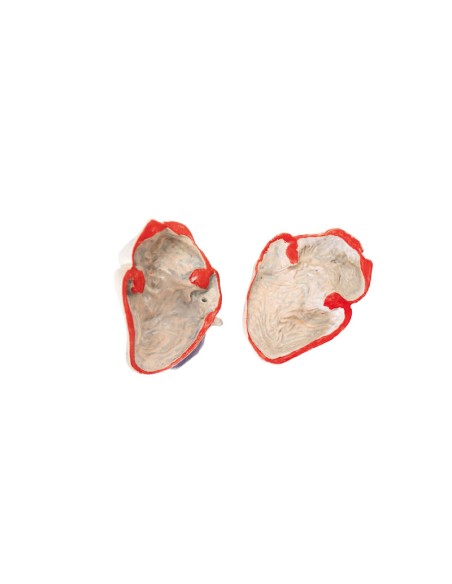 Model of Dog (German Shepherd) in 2/3 scale decomposable into 11 parts EZ - VET3340