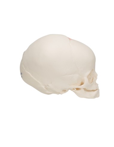 Modèle anatomique de crâne de fœtus A25 3B...
