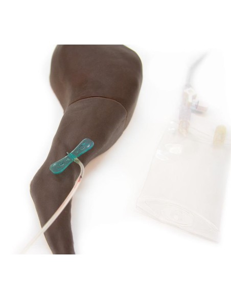 Membre postérieur de chien pour l'entraînement à l'injection - Erler Zimmer VET2580