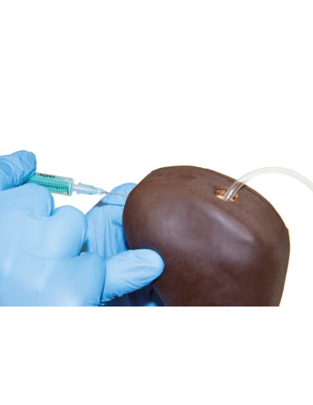 Membre postérieur de chien pour l'entraînement à l'injection - Erler Zimmer VET2580