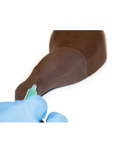 Hind limb of dog for injection training - Erler...