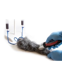 Patte de chien pour simuler des injections intraveineuses... 2