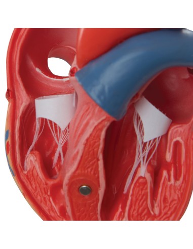 3B Scientific, heart, classic model,...