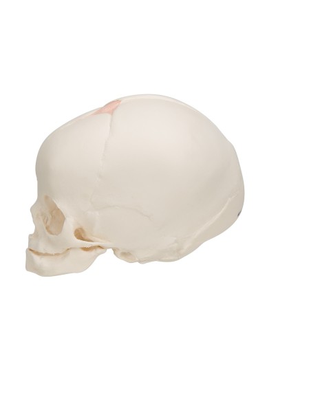 Anatomical model of fetal skull A25 3B Scientific