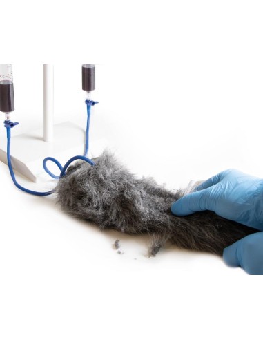 Dog paw for intravenous injection simulation...