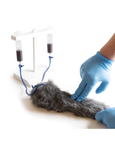 Pata de perro para inyecciones intravenosas simuladas VET4610