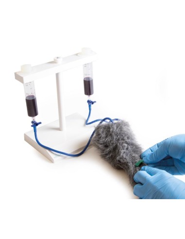 Dog paw for intravenous injection simulation...