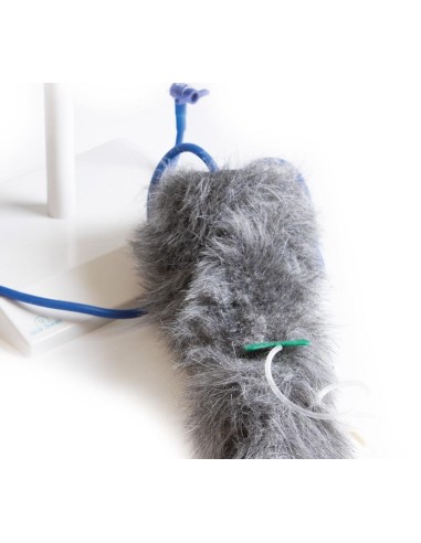 Dog paw for intravenous injection simulation...