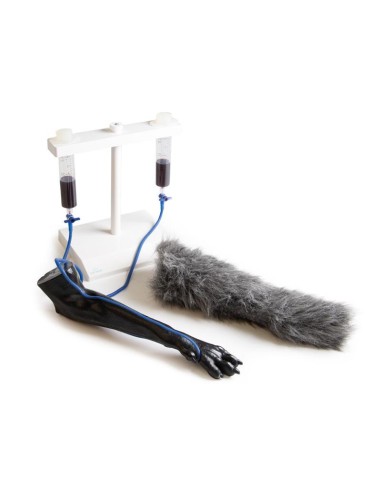 Dog paw for intravenous injection simulation...